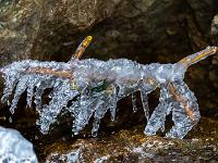 Dünner Ast über dem Bach umhüllt von vielfingrigem Eis